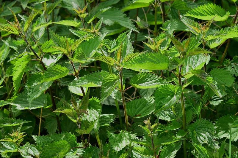 Herb Sprinkles